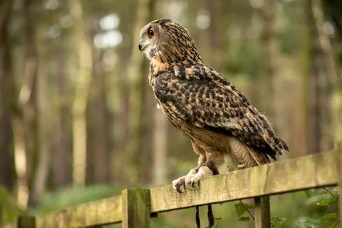 Eurasion Eagle Owl (Matilde) Stock Photos