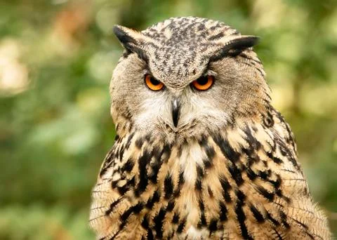 Eurasion Eagle Owl (Matilde) Stock Photos