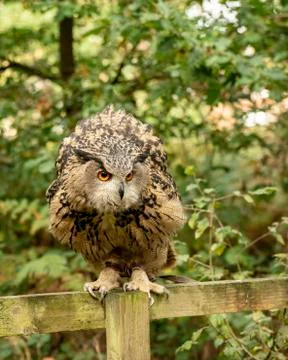 Eurasion Eagle Owl (Matilde) Stock Photos