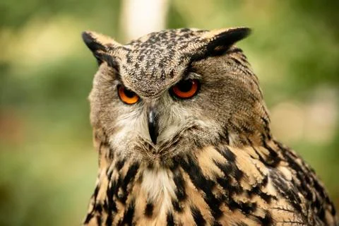 Eurasion Eagle Owl (Matilde) Stock Photos