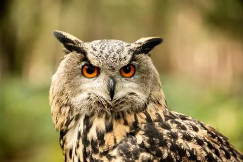 Eurasion Eagle Owl (Matilde) Stock Photos