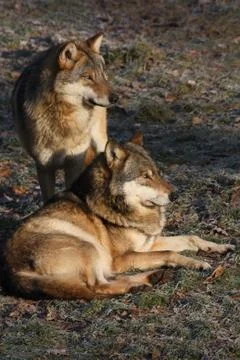 Eurasische Wölfe Stock Photos