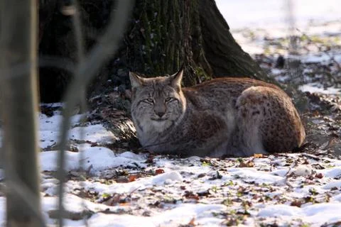Eurasischer Luchs Stock Photos