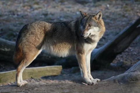 Eurasischer Wolf Stock Photos