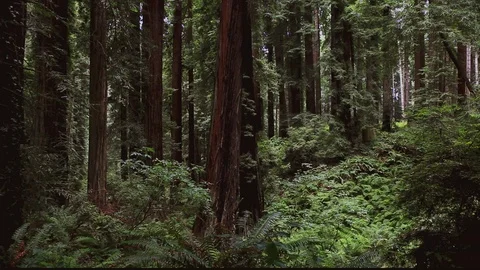 Eureka Forest Park 3 Stock Footage 105448370