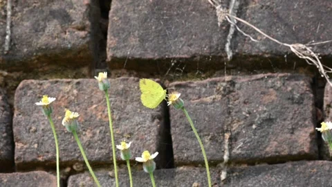 Eurema alitha butterfly. Stock Footage 314413598