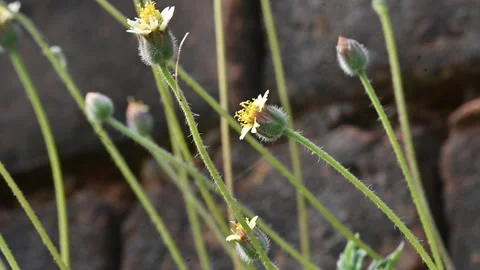 Eurema alitha butterfly 库存影片 325831701