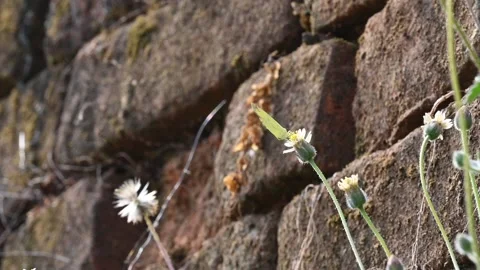 Eurema alitha butterfly 库存影片 325831711