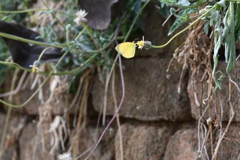 Eurema alitha butterfly. Stock Photos