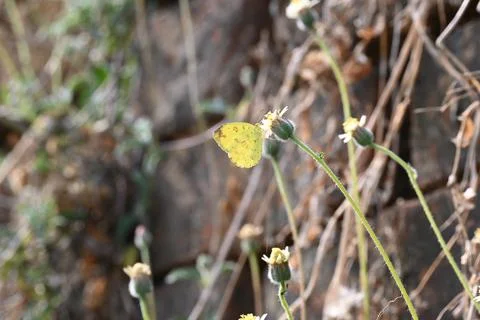 Eurema alitha butterfly. Stock Photos
