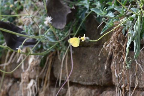 Eurema alitha butterfly. Stock Photos