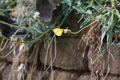 Eurema alitha butterfly. Stock Photos