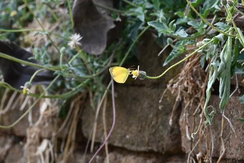 Eurema alitha butterfly. Stock Photos