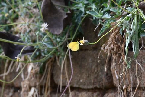 Eurema alitha butterfly. Stock Photos