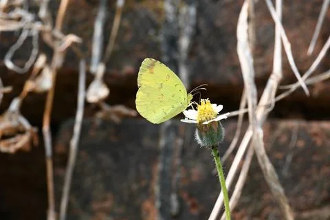 Eurema alitha butterfly. Stock Photos