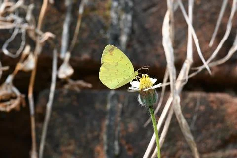 Eurema alitha butterfly. Stock Photos