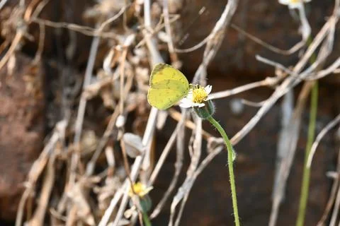 Eurema alitha butterfly. Stock Photos