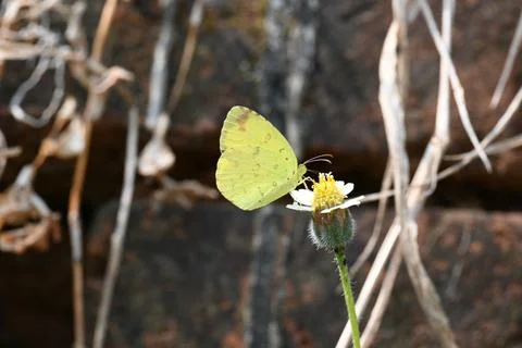 Eurema alitha butterfly. Stock Photos
