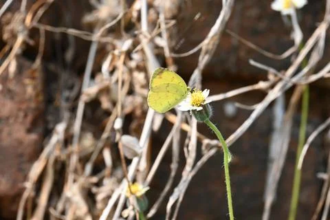 Eurema alitha butterfly. Stock Photos