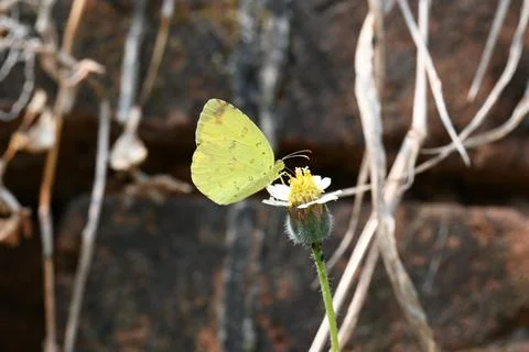 Eurema alitha butterfly. Stock Photos