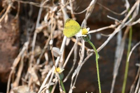 Eurema alitha butterfly. Stock Photos