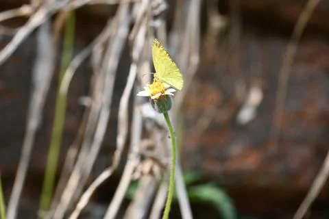 Eurema alitha butterfly. Stock Photos