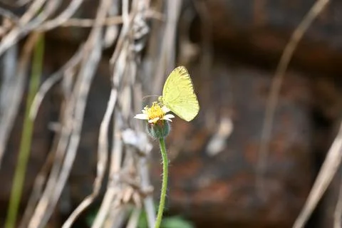 Eurema alitha butterfly. Stock Photos