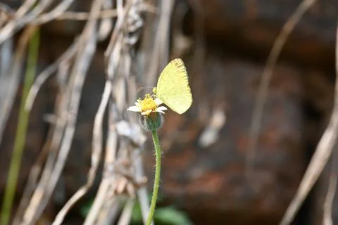 Eurema alitha butterfly. Stock Photos