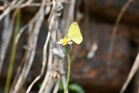 Eurema alitha butterfly. Stock Photos