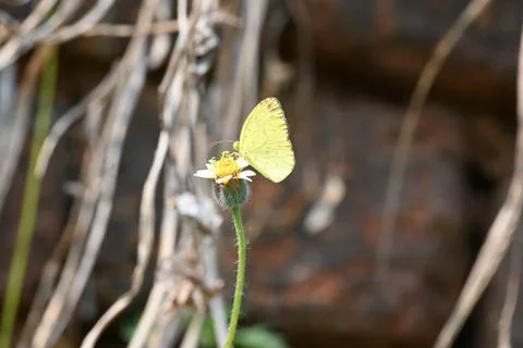 Eurema alitha butterfly. Stock Photos