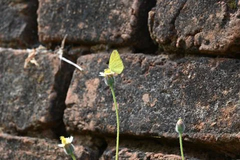 Eurema alitha butterfly. Stock Photos
