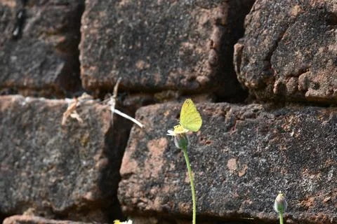 Eurema alitha butterfly. Stock Photos