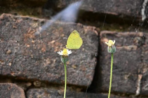 Eurema alitha butterfly. Stock Photos