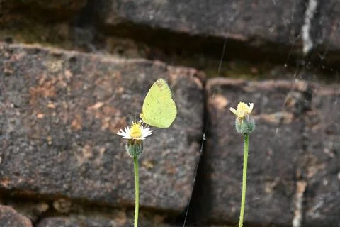 Eurema alitha butterfly. Stock Photos