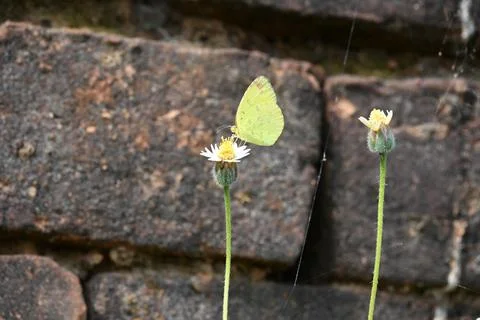 Eurema alitha butterfly. Stock Photos
