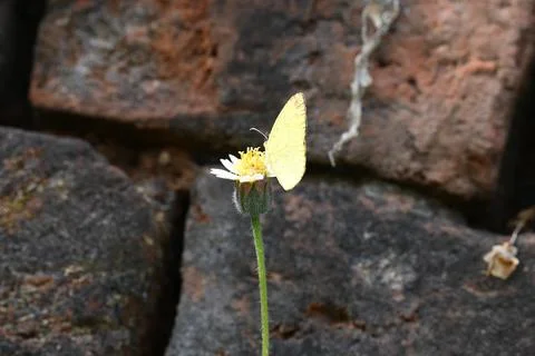 Eurema alitha butterfly. Stock Photos