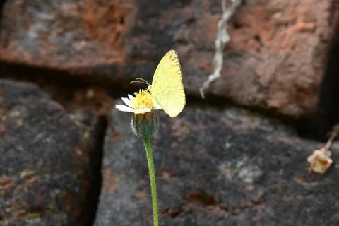 Eurema alitha butterfly. Stock Photos