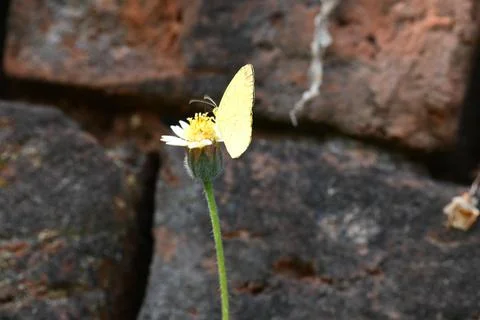 Eurema alitha butterfly. Stock Photos