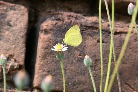 Eurema alitha butterfly. Stock Photos