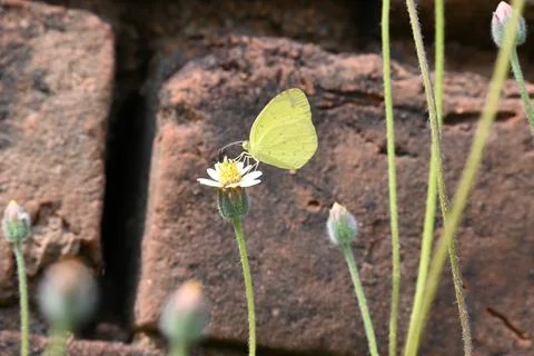 Eurema alitha butterfly. Stock Photos