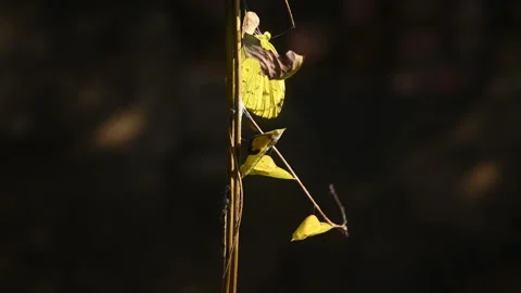 Eurema Hecabe - Common Grass Yellow Butterfly Emerging- Animal India Stock Footage 306236965