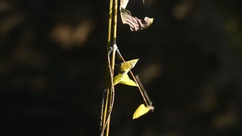 Eurema Hecabe - Common Grass Yellow Butterfly Emerging- Animal India Stock Footage 306237086