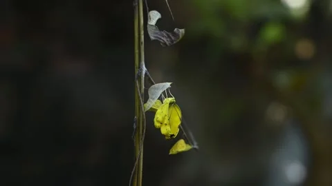 Eurema Hecabe - Common Grass Yellow Butterfly Emerging- Animal India Stock Footage 306237335