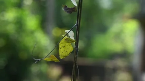 Eurema Hecabe - Common Grass Yellow Butterfly Emerging- Animal India Stock Footage 306237366