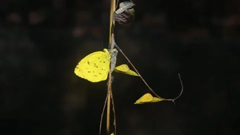 Eurema Hecabe - Common Grass Yellow Butterfly Emerging- Animal India Stock Footage 306237635