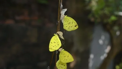 Eurema Hecabe - Common Grass Yellow Butterfly Emerging- Animal India Stock Footage 306237656