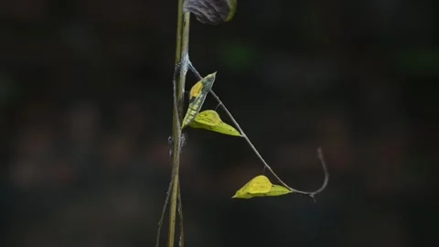 Eurema Hecabe - Common Grass Yellow Butterfly Emerging- Animal India Stock Footage 306237672