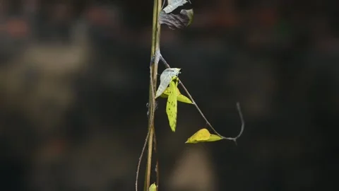Eurema Hecabe - Common Grass Yellow Butterfly Emerging- Animal India Stock Footage 306237776