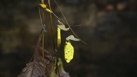 Eurema Hecabe - Common Grass Yellow Butterfly Emerging- Animal India Stock Footage 306237961