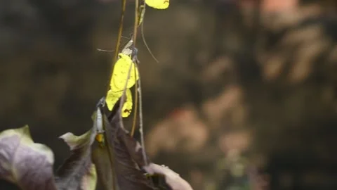 Eurema Hecabe - Common Grass Yellow Butterfly Emerging- Animal India Stock Footage 306238005